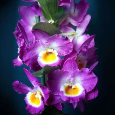 Dendrobium Nobile