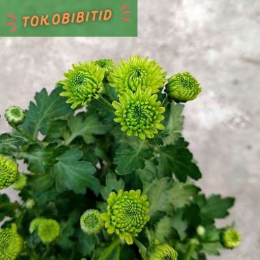 Tanaman Hias Bunga Krisan Pot Hijau