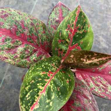 Tanaman Hias Daun Aglaonema Stardust