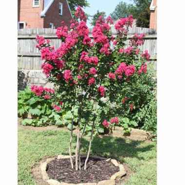 Tanaman Hias Bunga Sakura Lokal Pink Tinggi 100cm