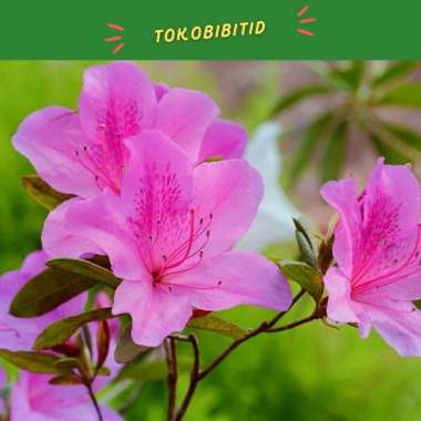 Tanaman Hias Bunga Azalea Pink Single