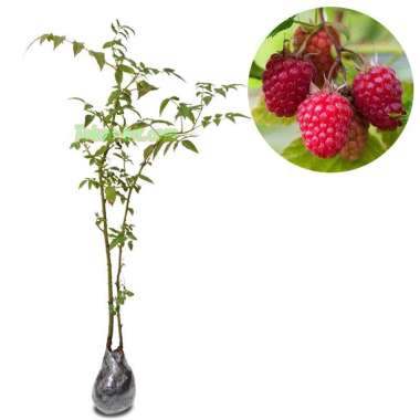 Tanaman Buah Red Raspberry