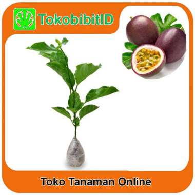 Tanaman Buah Markisa