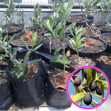 Tanaman Buah Zaitun