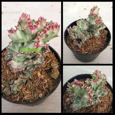 Tanaman Hias Daun Kaktus Euphorbia Lactea Variegata Cristata