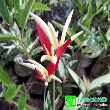 Tanaman Hias Daun Heliconia Variegata / Pisangan Variegata