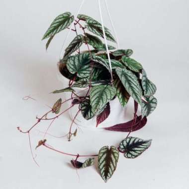 Tanaman Hias Daun Sirih Keraton / Sirih Raja