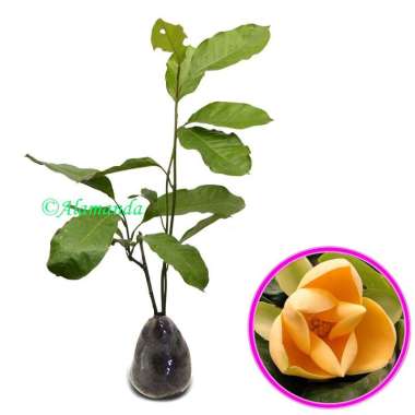 Tanaman Hias Bunga Cempaka Gondok Kuning