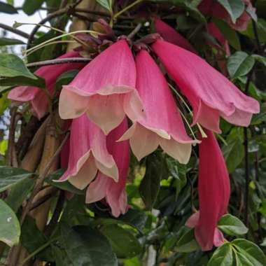 Tanaman Hias Bunga Tecomanthe Dendrophila