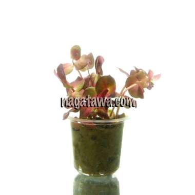 Tanaman Aquascape " Rotala Macrandra "