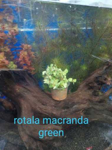 Tanaman Aquascape " Rotala Macrandra Green " Per Cup