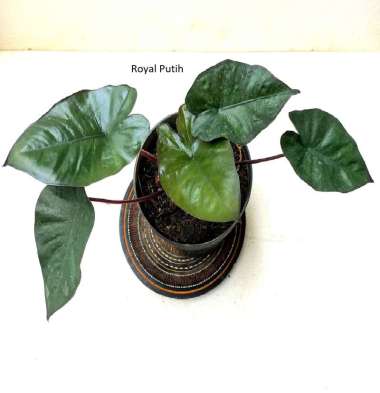 TANAMAN HIAS KELADI SENTE HITAM / BLACK SENTE HITAM