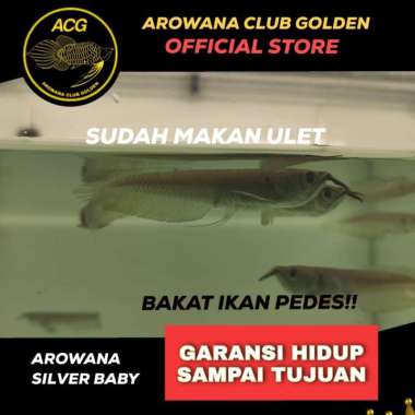 ikan hidup Arwana Silver brazil / Arowana Silver red anakan Multivariasi Multicolor