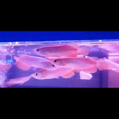 ikan arwana golden red size 18-20 cm sertifikat lengkap dan chip dalam Multivariasi Multicolor