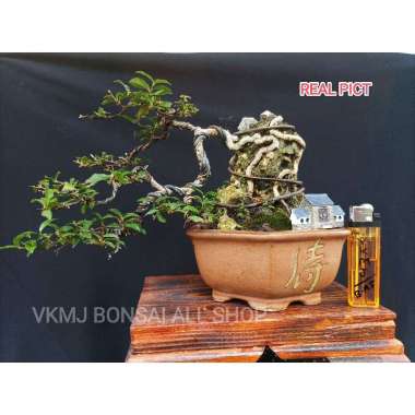 BONSAI MAME SAKURA MICRO SIAP PAJANG
