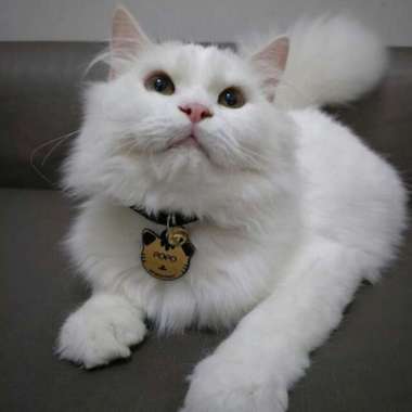 Kalung Kucing Custom Nama HIGH QUALITY -