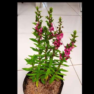 Tanaman Bunga Lavender Spanyol Pink| Pohon Bunga Lavender Spanyol Pink