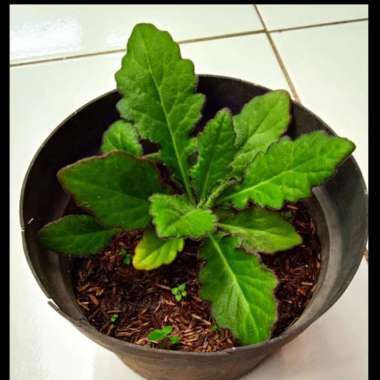 Tanaman Herbal Daun Dewa | Daun Penyambung Nyawa | Pohon Daun Dewa