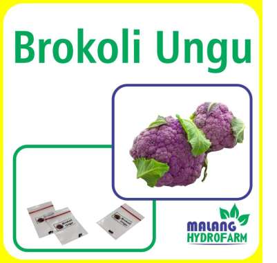 Benih Brokoli Ungu Unggulan Berkualitas biji bibit sayuran sayur bunga kol hidroponik hydroponik tan