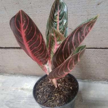 New !! Aglonema Red Of Sumatra Multicolor
