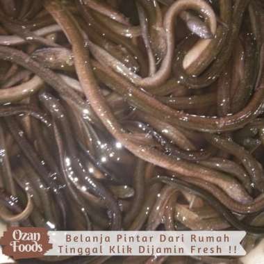 Ikan Belut Segar 1kg