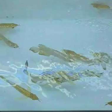 Arwana Arowana Golden Red (RTG) Crossback