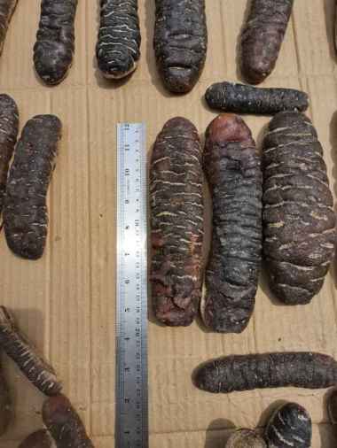 TERIPANG HAISOM SUPER BANGKA BELITUNG KERING BERKUALITAS BESAR TEBAL UK BESAR 1KG