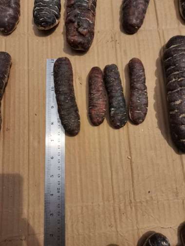 TERIPANG HAISOM SUPER BANGKA BELITUNG KERING BERKUALITAS BESAR TEBAL UK KECIL 1KG