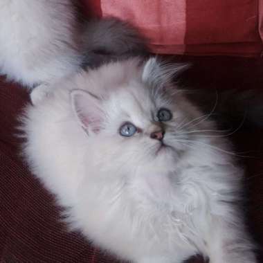 Kucing Kitten Persia Himalaya Mix Ragdoll