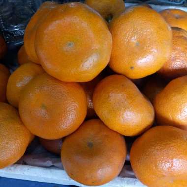 Jeruk Mandarin Import