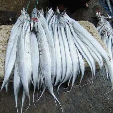 ikan layur segar 1 kg
