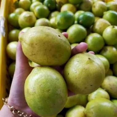 Jeruk Lemon Lokal 1 kg