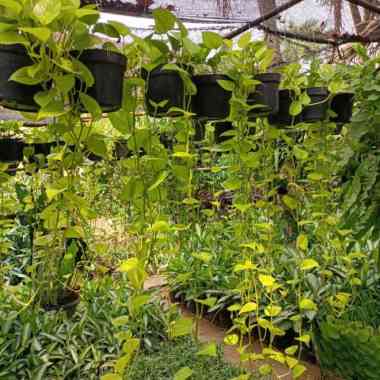 tanaman hias sirih gading lemon menjuntai panjang | real pict Multicolor