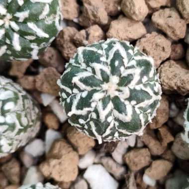 asterias v type astrophytum seedling 1.3 cm Multicolor