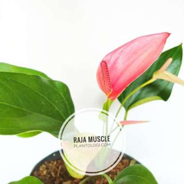 tanaman hias - pink flamingo anthurium / anthurium scherzerianum Multicolor