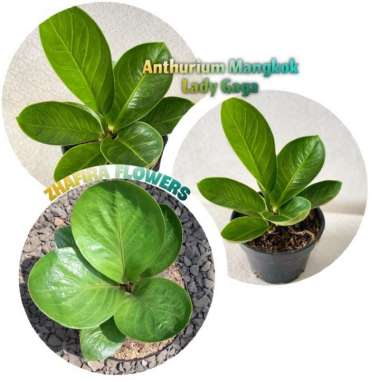 anthurium mangkok lady gaga / anthurium Multicolor
