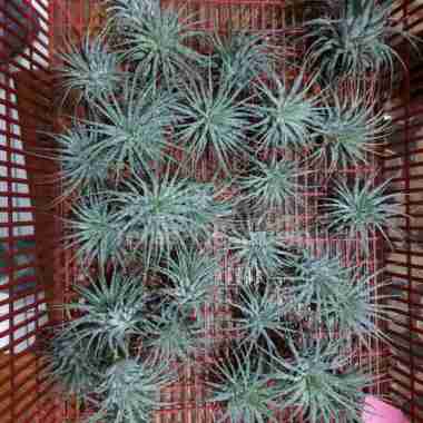 tillandsia ionantha zebrina anakan Multicolor