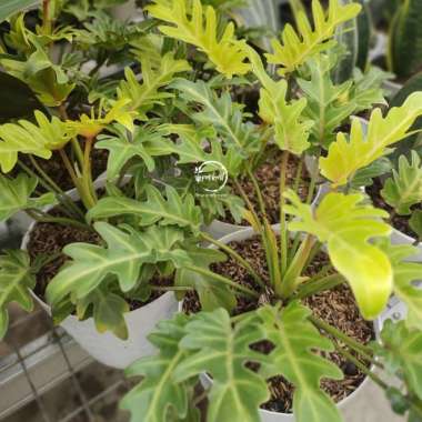 philodendron xanadu golden / philo xanadu golden Multicolor