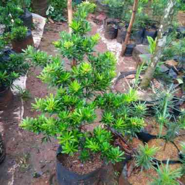 bahan bonsai lohansung cincuan tinggi 90-100cm istimewa Multicolor