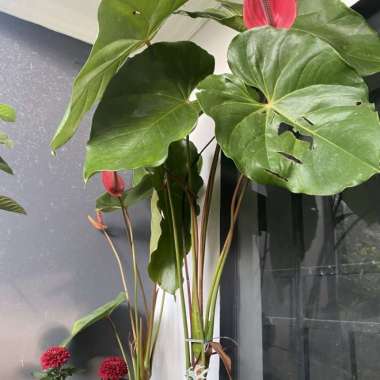tanaman hias indoor anthurium mickey mouse besar Multicolor