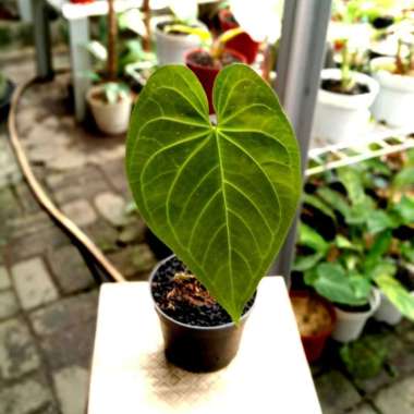 tanaman anthurium regale sunda Multicolor