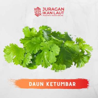 Daun Ketumbar Segar Berkualitas - 100 Gram