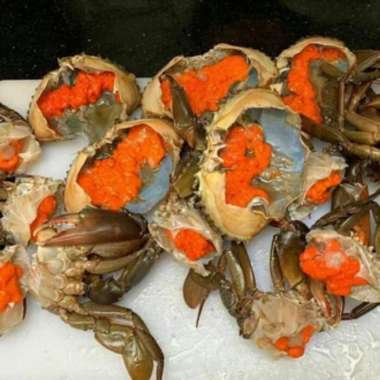 Kepiting Bertelur Segar Fresh Berkualitas - 1 Kilogram