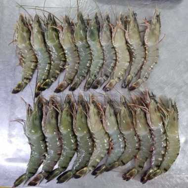 Udang Tiger / windu / Pancet SIZE BESAR | Udang tambak - 500 gram 500 gram