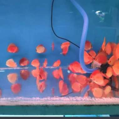 Paket 5ekor Discus 2 inch Multicolor
