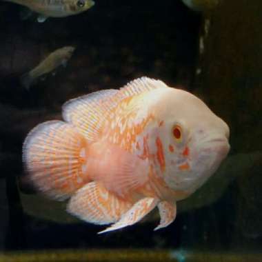 Hiasan Aquarium Ikan Oscar Albino Import Ikan Hias Ikan Predator Top Multicolor