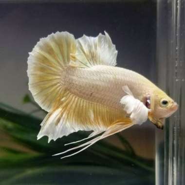 ikan cupang dumbo ear soft gold sepasang Multicolor