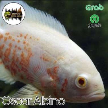 2 IKAN OSCAR TIGER & ALBINO Multicolor