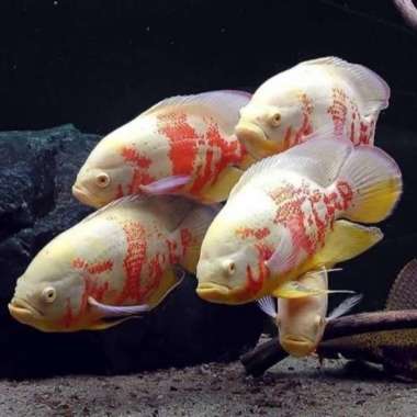 Oscar Tiger albino 5 jari Multicolor