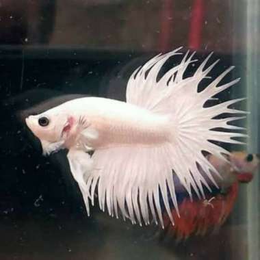 IKAN CUPANG SERIT CROWNTAIL PUTIH WHITE PLATINUM IMPORT AQUASCAPE Multicolor